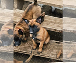 Small Photo #5 Belgian Malinois Puppy For Sale in HOYT, KS, USA