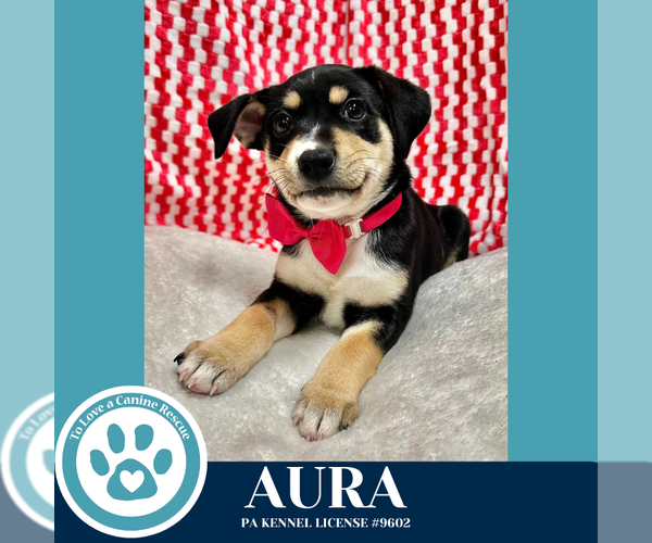 Medium Photo #1 Carolina Dog-Unknown Mix Puppy For Sale in Kimberton, PA, USA