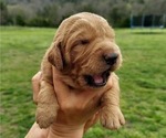 Small Photo #2 Labradoodle Puppy For Sale in AUBURNTOWN, TN, USA