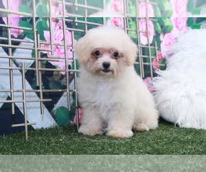 Poochon Puppy for sale in MARIETTA, GA, USA