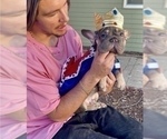 Small French Bulldog