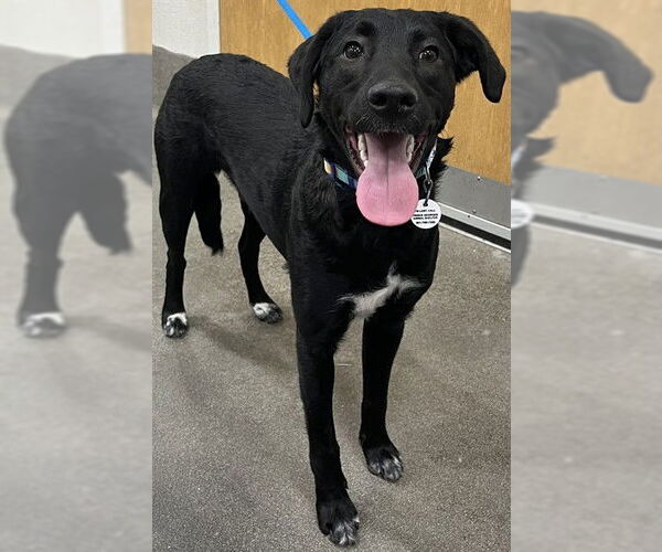 Medium Photo #1 Mutt Puppy For Sale in Forestville, MD, USA