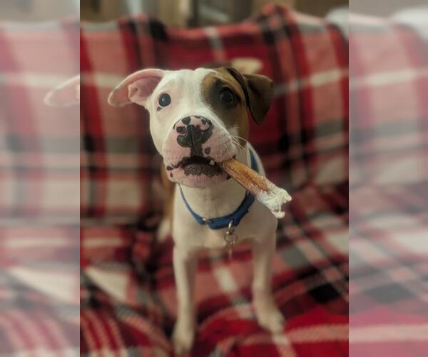 Medium Photo #2 American Pit Bull Terrier Puppy For Sale in Louisville, KY, USA