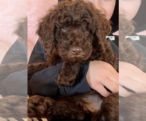 Goldendoodle Puppy for sale in SPRING GROVE, IL, USA