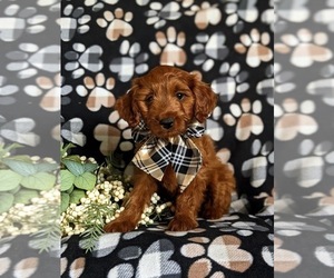 Cavapoo Puppy for sale in KIRKWOOD, PA, USA