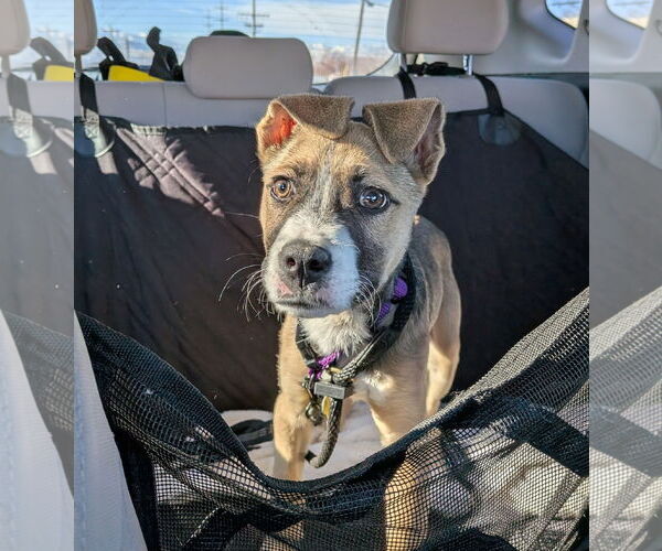 Medium Photo #10 Mutt Puppy For Sale in Sandy, UT, USA