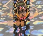 Small #8 Yorkshire Terrier