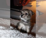 Small #8 Chorkie