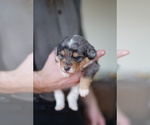 Small Photo #2 Cardigan Welsh Corgi-Poodle (Miniature) Mix Puppy For Sale in FREDERICK, MD, USA