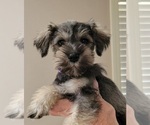 Small Photo #5 Schnauzer (Miniature) Puppy For Sale in KILGORE, TX, USA
