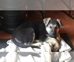 Small Photo #7 German Shepherd Dog Puppy For Sale in IONIA, MI, USA