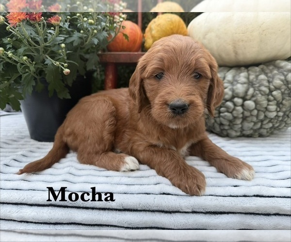 Medium Photo #1 Goldendoodle Puppy For Sale in WOODBURN, IN, USA