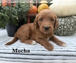 Puppy MOCHA Goldendoodle