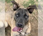 Small Photo #6 Black Mouth Cur-Labrador Retriever Mix Puppy For Sale in Canton, CT, USA