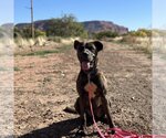 Small Photo #11 American Pit Bull Terrier-Unknown Mix Puppy For Sale in Kanab, UT, USA