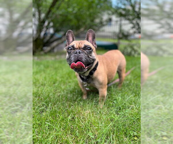 Medium Photo #1 French Bulldog-Unknown Mix Puppy For Sale in Rockaway, NJ, USA