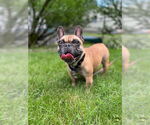 Small French Bulldog Mix