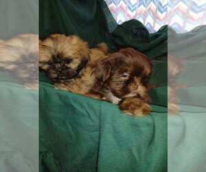Shih Tzu Puppy for sale in SALUDA, SC, USA