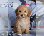 Small Photo #1 Goldendoodle Puppy For Sale in MILWAUKEE, WI, USA