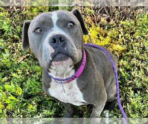 American Pit Bull Terrier Dogs for adoption in Moreno Valley, CA, USA