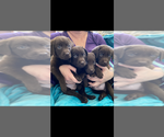 Small Photo #9 Labrador Retriever Puppy For Sale in SIMI VALLEY, CA, USA