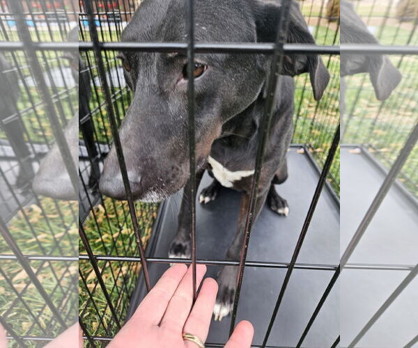 Medium Photo #6 Great Dane-Labrador Retriever Mix Puppy For Sale in Thomasville, NC, USA