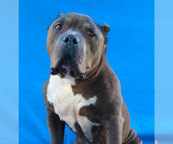 Medium Photo #1 Staffordshire Bull Terrier-Unknown Mix Puppy For Sale in Pasadena, CA, USA