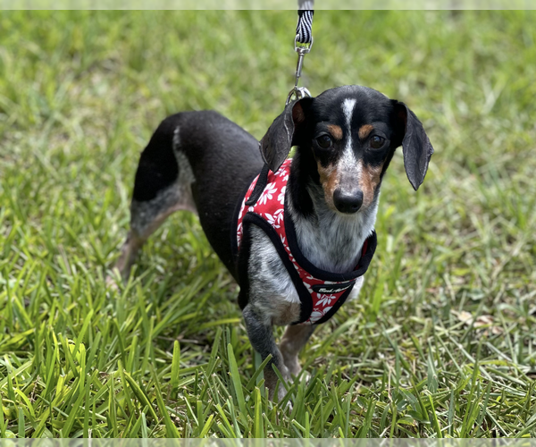 Medium Photo #4 Dachshund Puppy For Sale in Weston, FL, USA