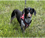 Small #3 Dachshund
