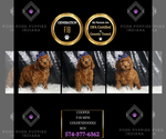 Puppy Cooper F1B Goldendoodle (Miniature)