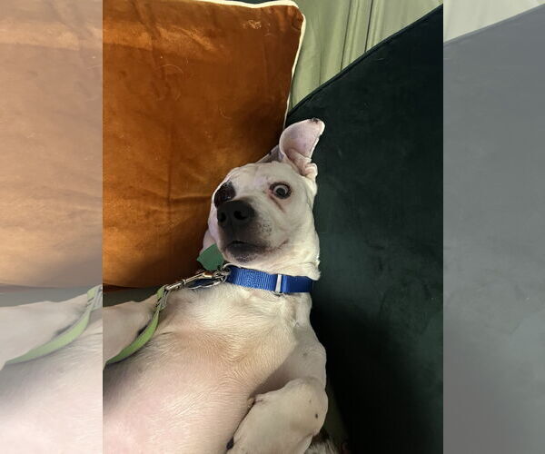 Medium Photo #9 Miniature English Bulldach Puppy For Sale in Minneapolis, MN, USA