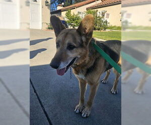 German Shepherd Dog Dogs for adoption in Rancho Cucamonga, CA, USA