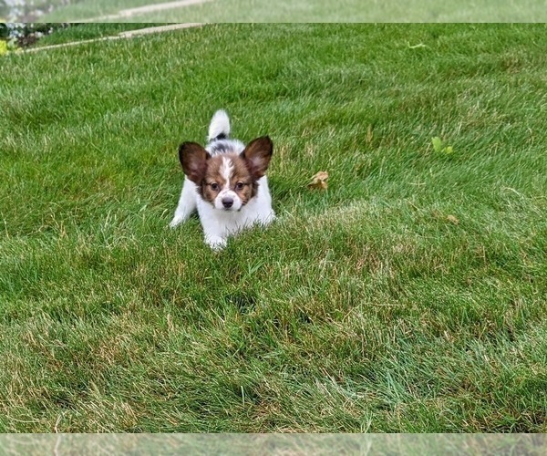 Medium Photo #3 Papillon Puppy For Sale in MILLERSBURG, OH, USA