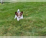 Small #2 Papillon