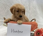 Small #2 Golden Retriever