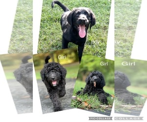 Labradoodle Puppy for sale in LEBANON, TN, USA