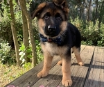 Small Photo #1 German Shepherd Dog Puppy For Sale in MELROSE, FL, USA
