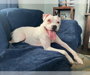 Happy - Female Mutt Dog for Adoption - Photo #5