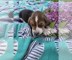 Small Photo #3 Basset Hound Puppy For Sale in GREENLEAF, WI, USA