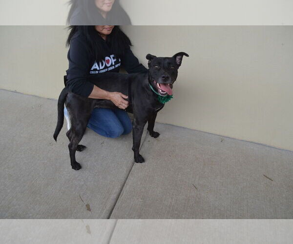 Medium Photo #1 American Pit Bull Terrier-Unknown Mix Puppy For Sale in McKinney, TX, USA