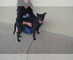 American Pit Bull Terrier-Unknown Mix Dogs for adoption in McKinney, TX, USA