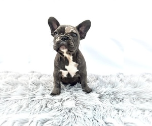French Bulldog Puppy for sale in CORAL GABLES, FL, USA