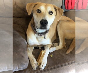 Great Dane-Siberian Husky Mix Dogs for adoption in Estherville, IA, USA