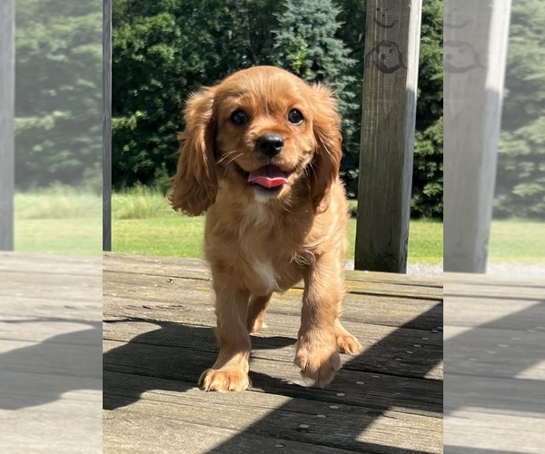 Medium Photo #1 Cavalier King Charles Spaniel Puppy For Sale in NILES, MI, USA