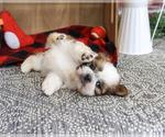 Joey - Male Shih Tzu Puppy for Sale - Photo #2