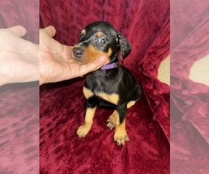 Doberman Pinscher Puppy for sale in OAK FOREST, IL, USA
