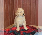 Small Photo #3 Goldendoodle Puppy For Sale in RITTMAN, OH, USA