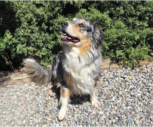 Medium Photo #2 Australian Shepherd Puppy For Sale in Albuquerque, NM, USA
