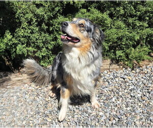 The Exquisite Ms Cami = O La La ! - Female Australian Shepherd Dog for Adoption - Photo #2