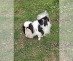 Small #2 Japanese Chin